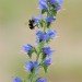 Formby Flower 280609